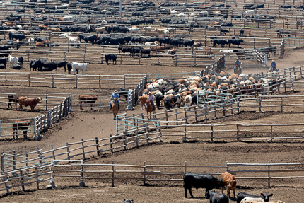 Cattle Feed Financing